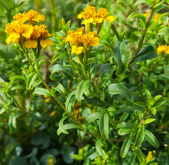 Tagetes5