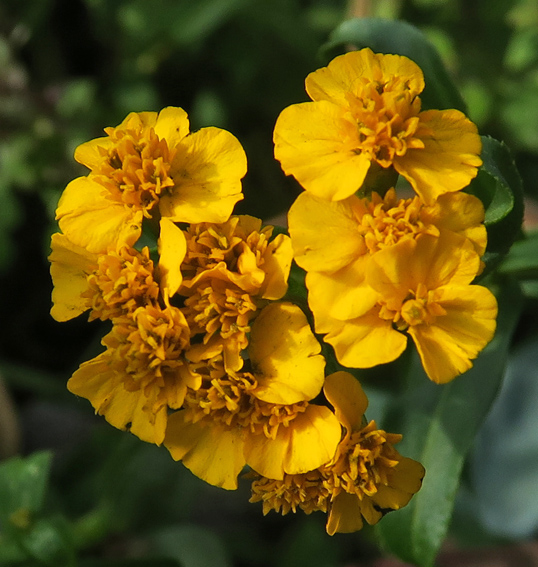 Tagetes8