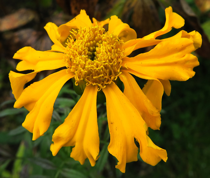 Tagetes2