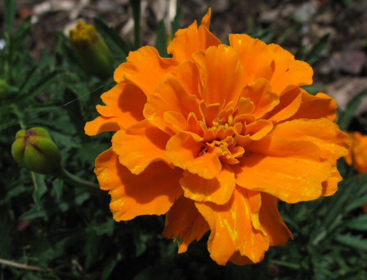 Tagetes1