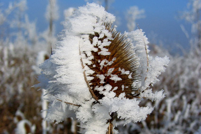 Dipsacus4