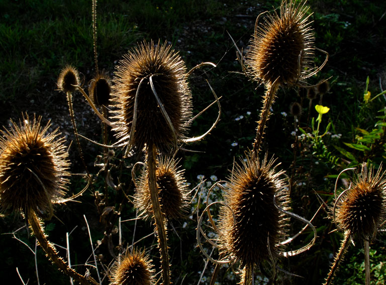 Dipsacus5a