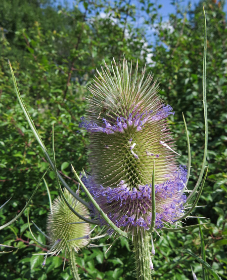 Dipsacus5d