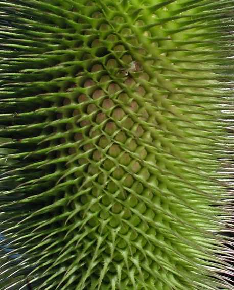 Dipsacus5b