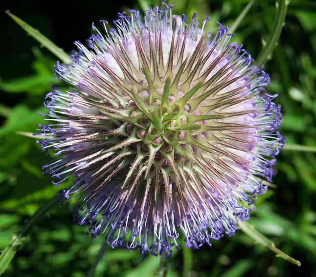 Dipsacus5f