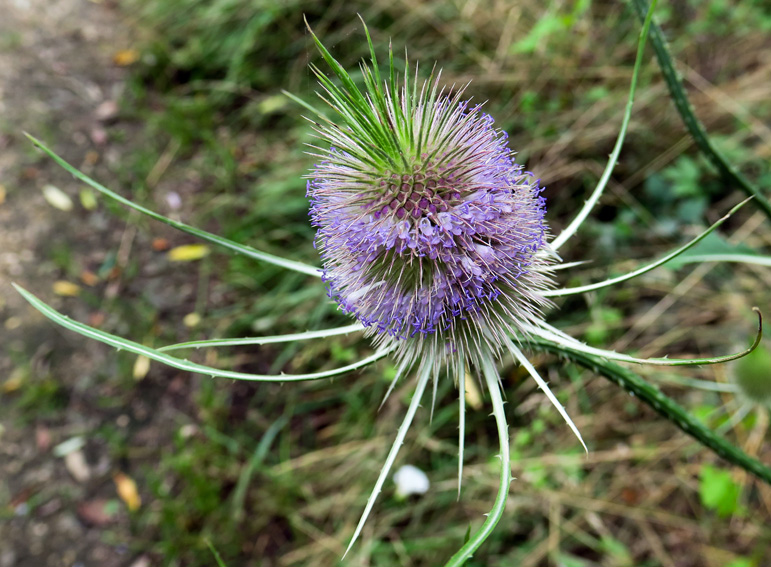 Dipsacus5b