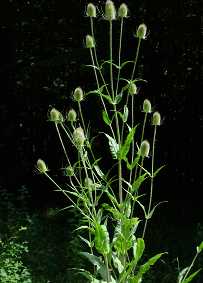 Dipsacus5i