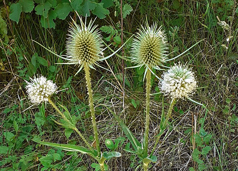 Dipsacus9