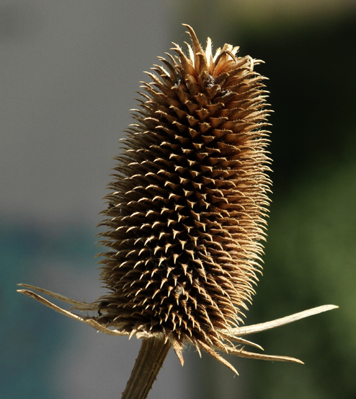 Dipsacus6