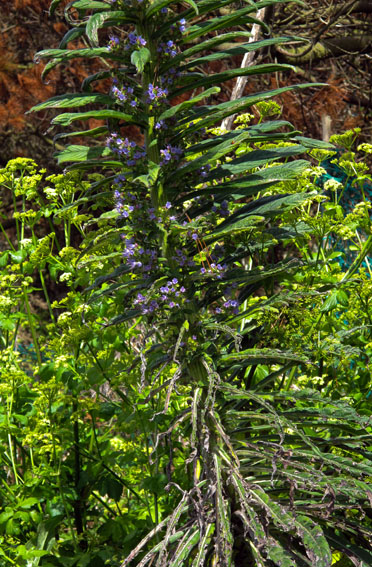 Echium11