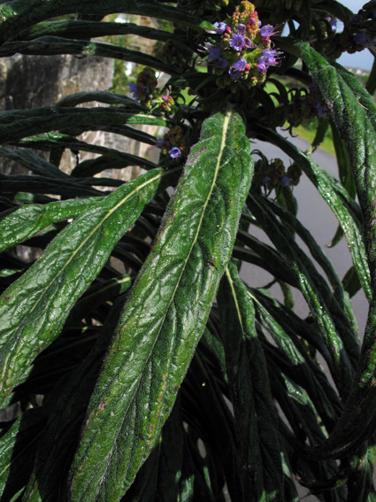 Echium11