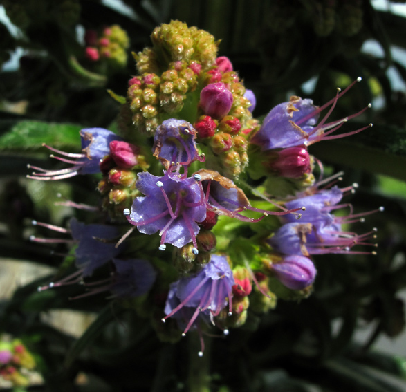 Echium14