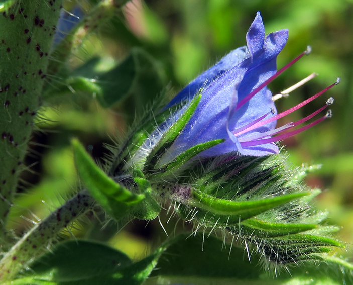 Echium4a