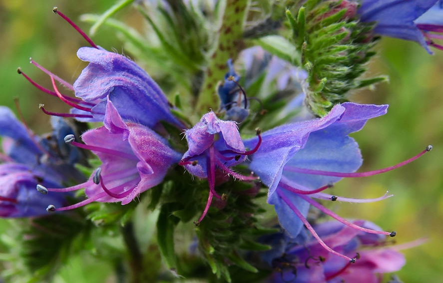 Echium5