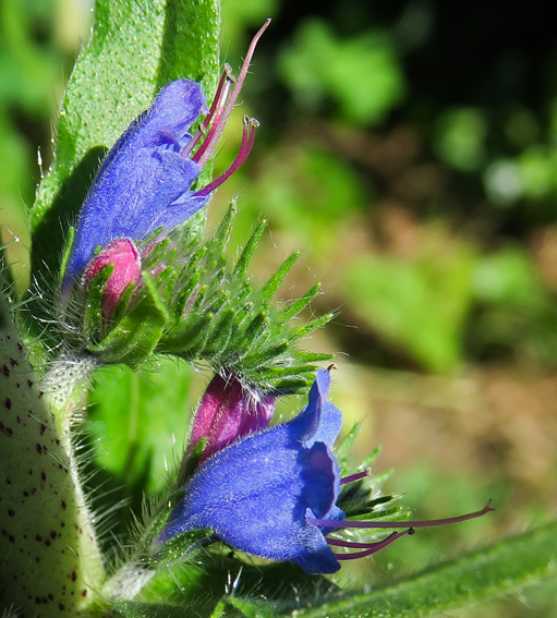 Echium3