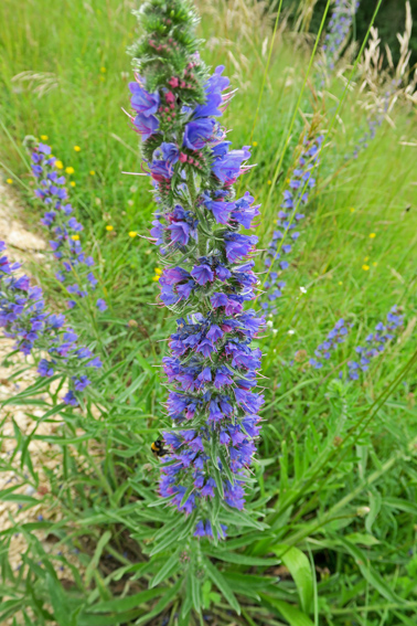 Echium1