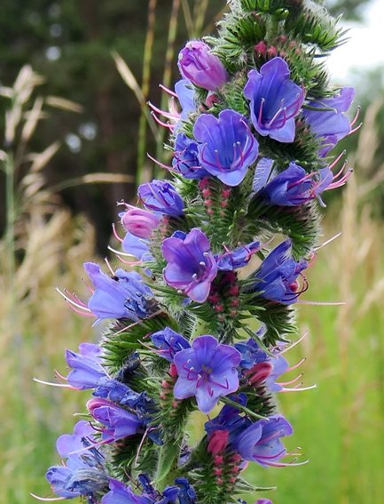Echium3a