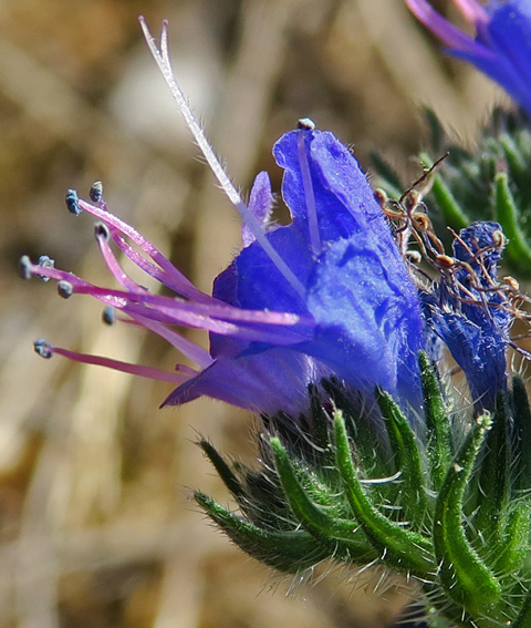 Echium5a