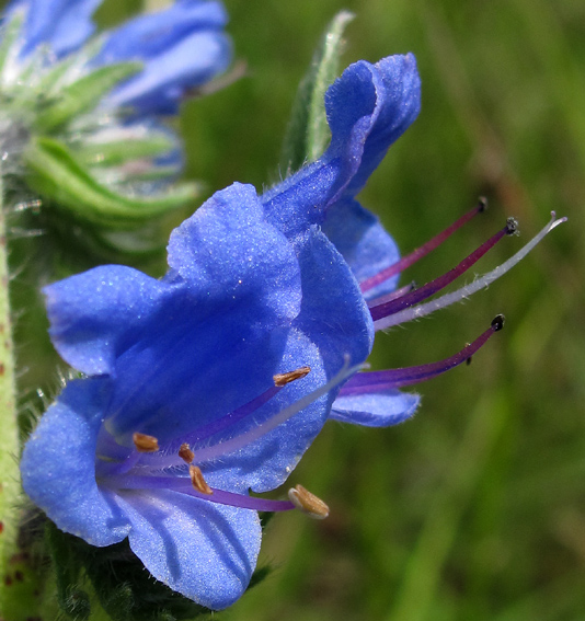 Echium3a