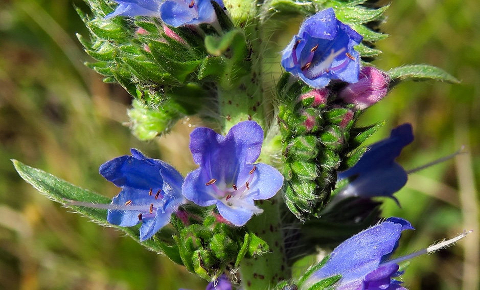 Echium5c