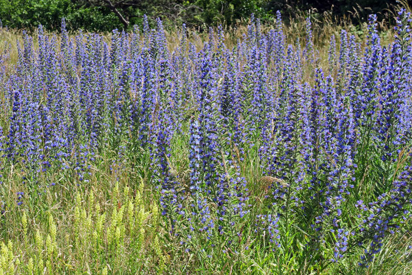 Echium5b