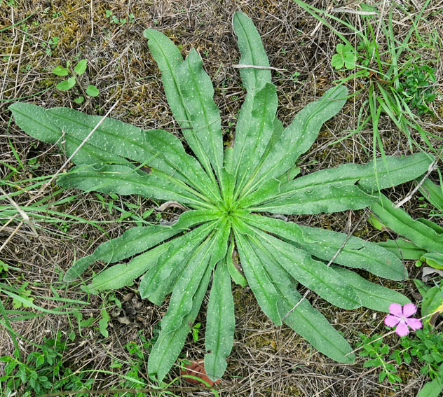 Echium2