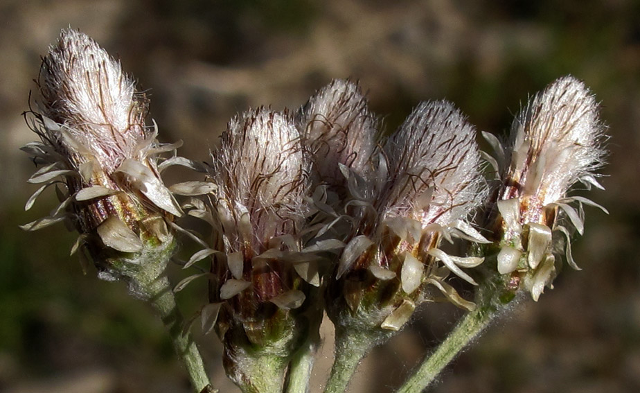 Erigeron8c