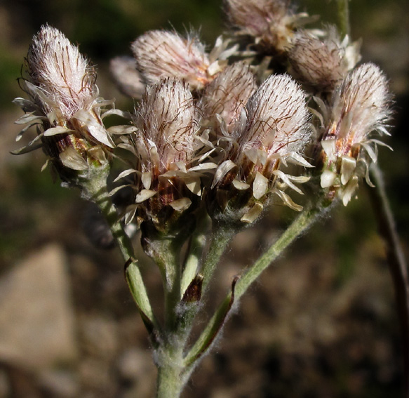 Erigeron8b