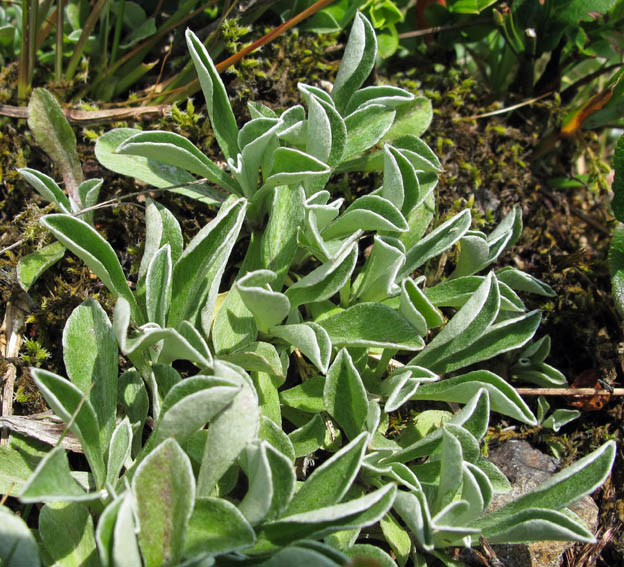 Antennaria1