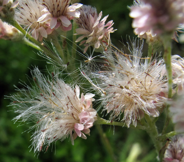 Antennaria10