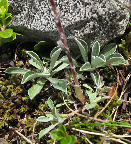 Antennaria2