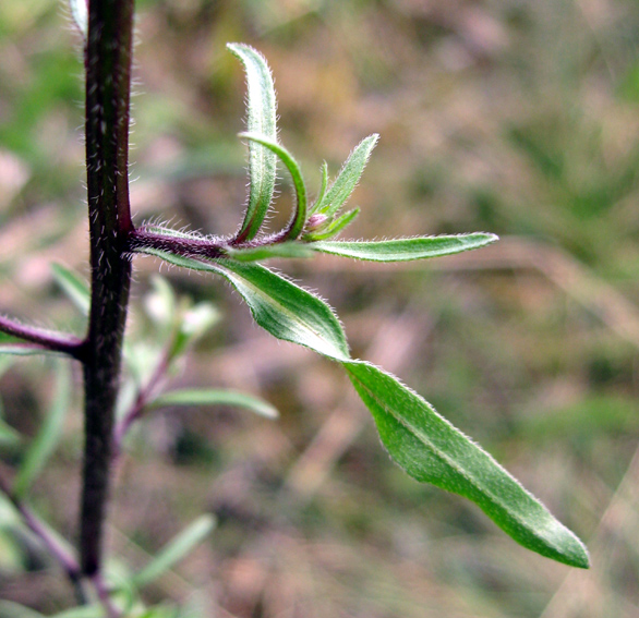 Erigeron2