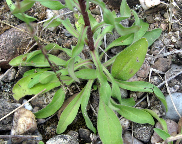 Erigeron1