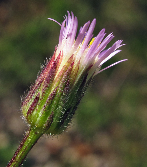 Erigeron2b