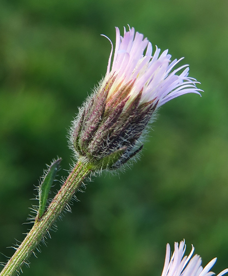 Erigeron4b