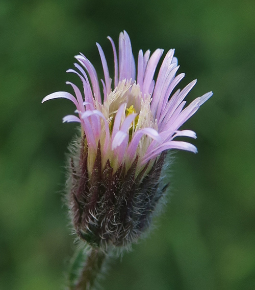 Erigeron4c