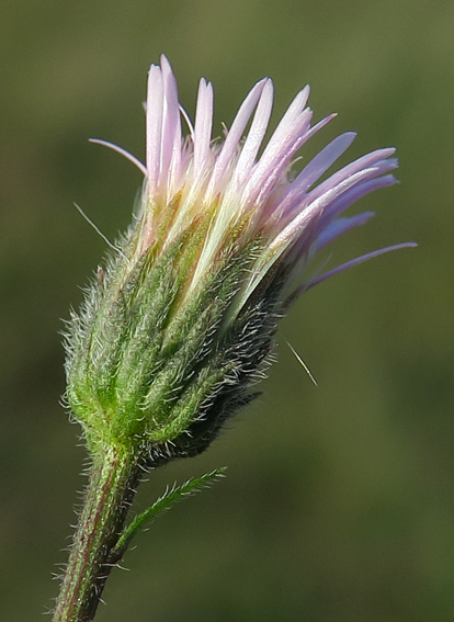 Erigeron3