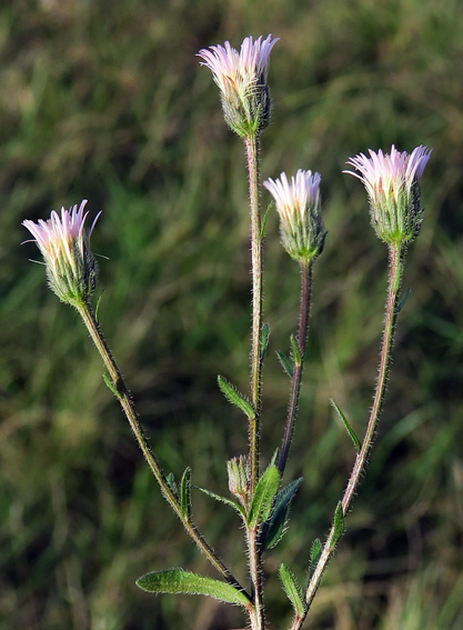 Erigeron4