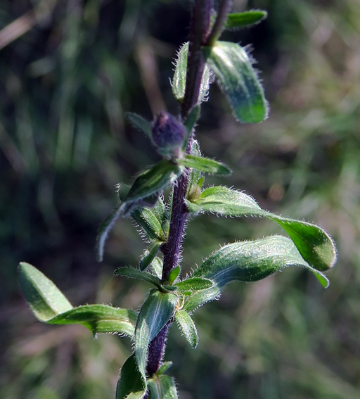 Erigeron2a