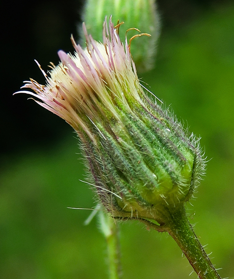 Erigeron3a