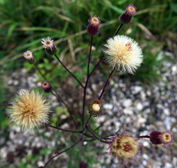 Erigeron5