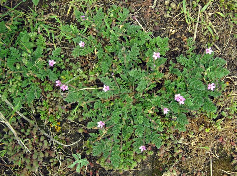 Erodium7