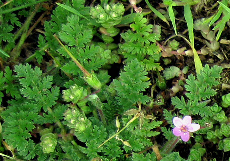 Erodium8