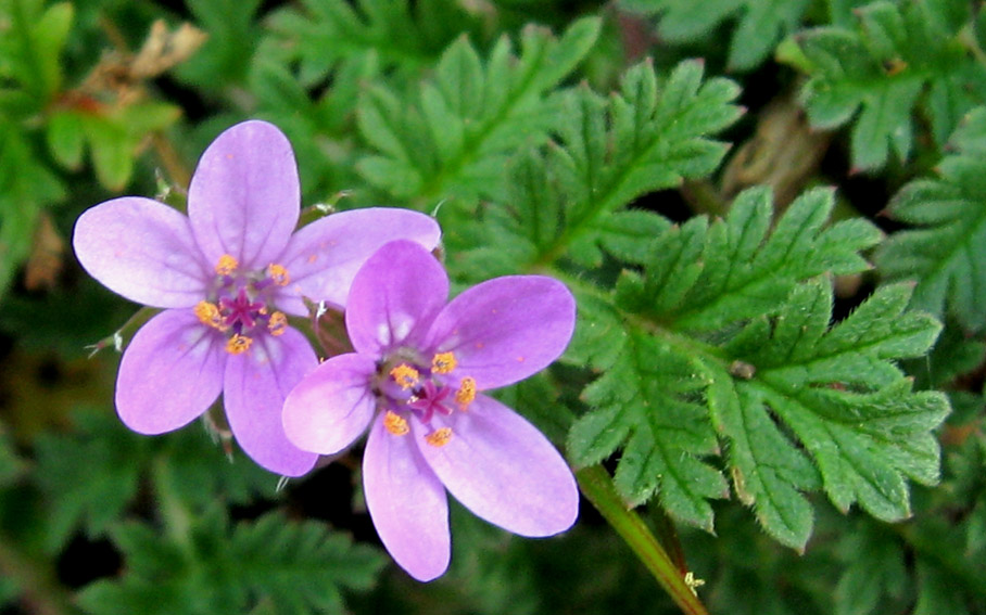 Erodium9