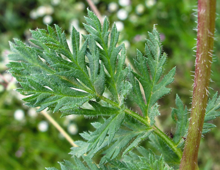 Erodium2