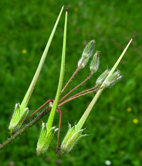 Erodium3c