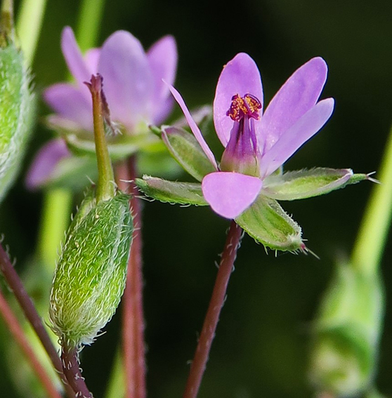 Erodium3d