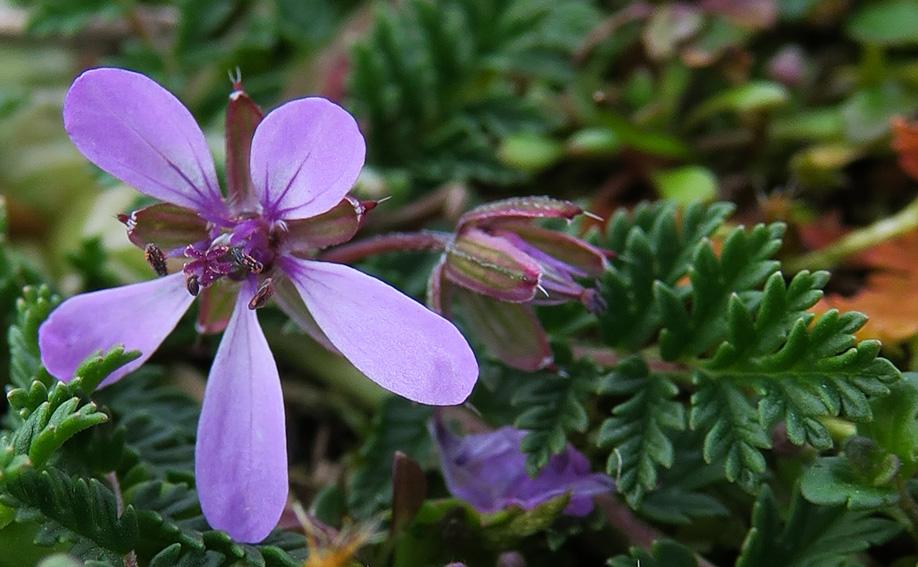 Erodium3