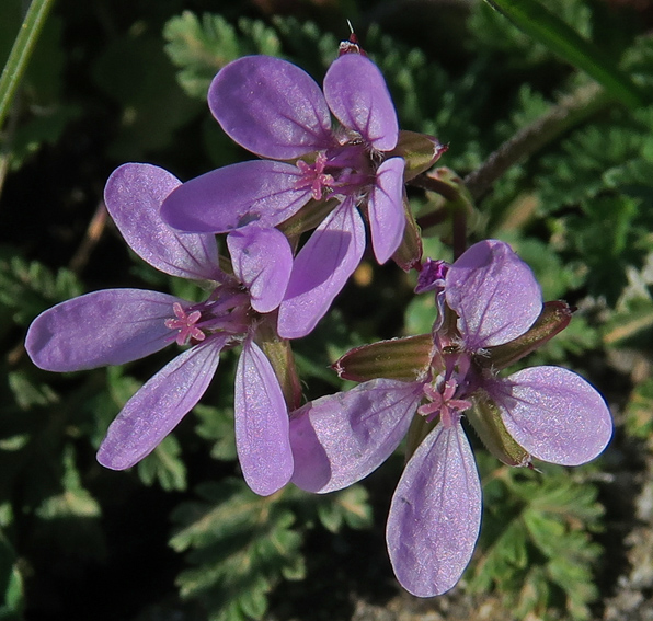 Erodium2a