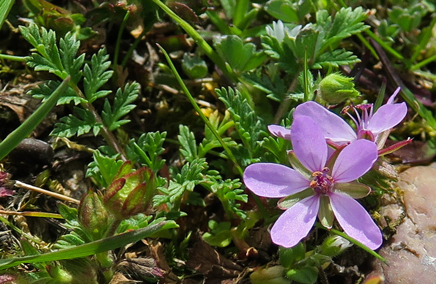 Erodium3b